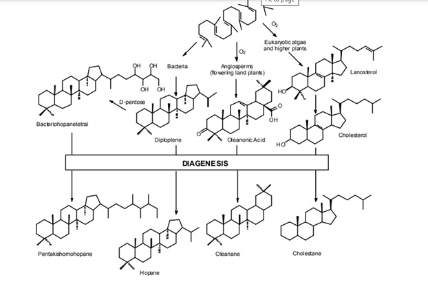 Biosynthesis of numerous biochemicals